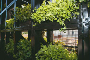 How I live Green, Matt Wilkinson